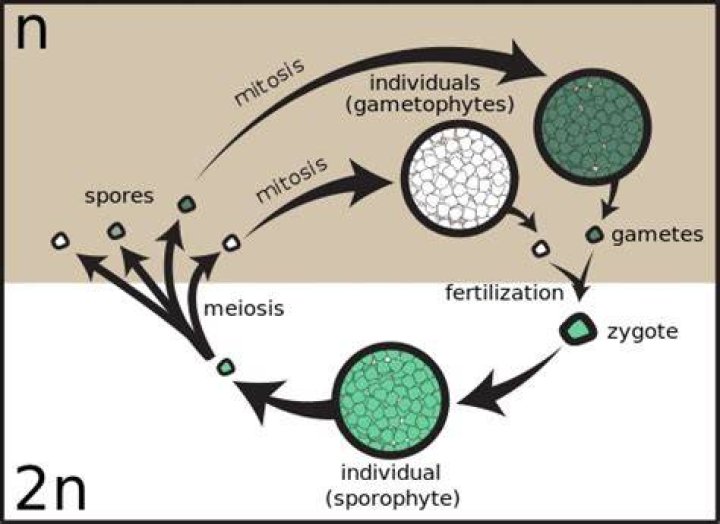Where did homospory come from?