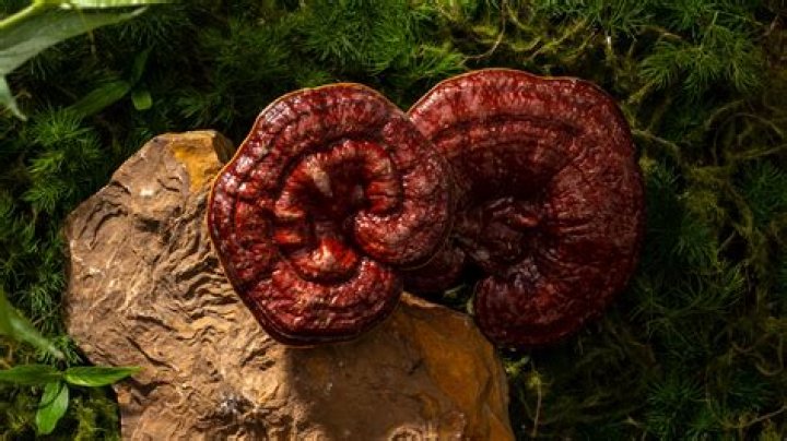 Where did mushrooms come from?