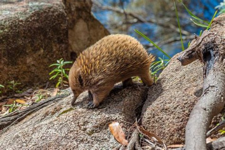 Where do echidnas live in western australia?