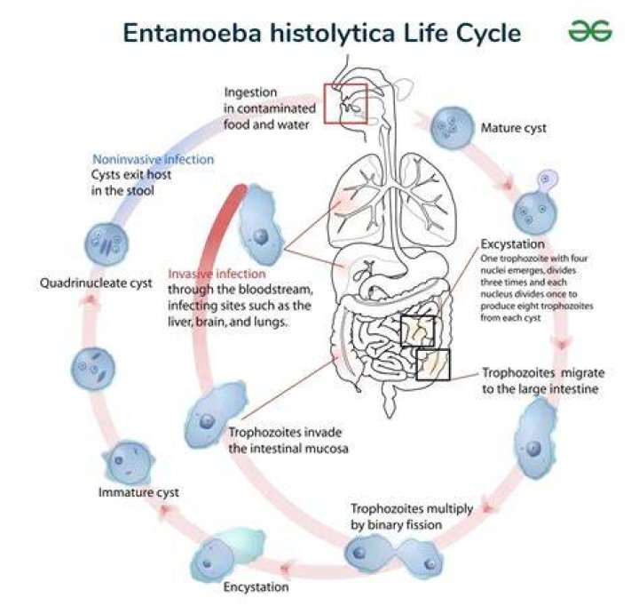 Where do entamoeba histolytica live?