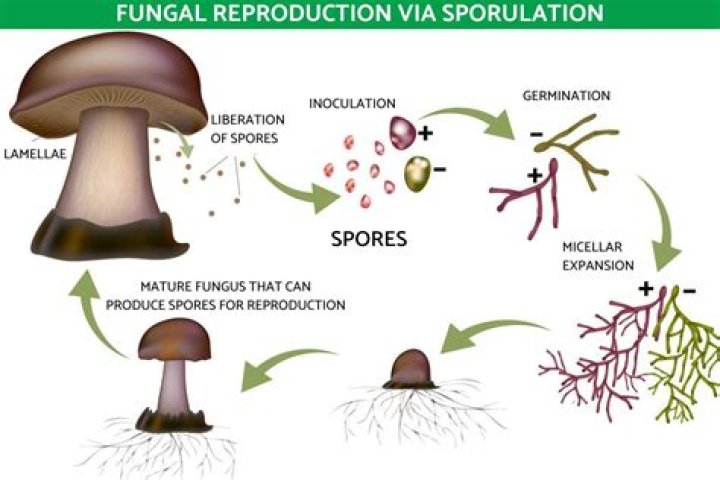 Where do most fungi grow?