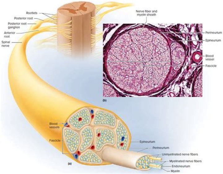 Where do motor fibers cross?