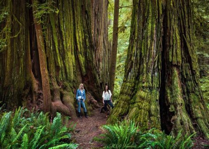 Where endor was filmed?