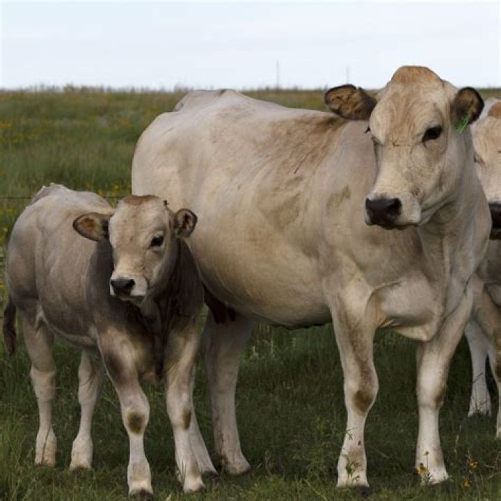 Where is piedmontese beef located?