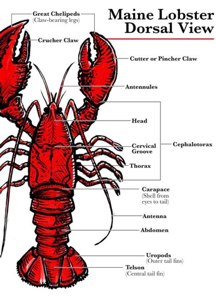 Where is red lobster shrimp from?