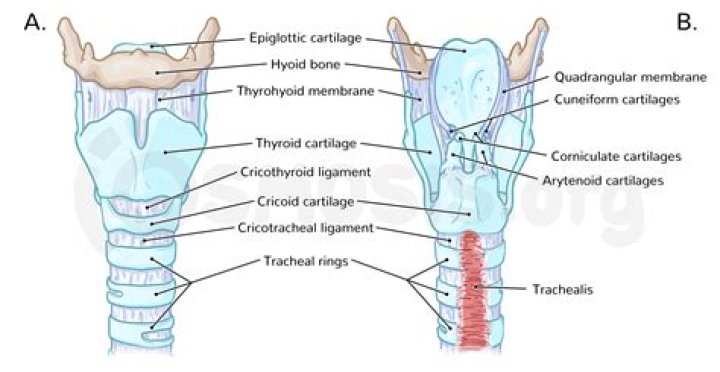 Where is the cricoid cartilage located?