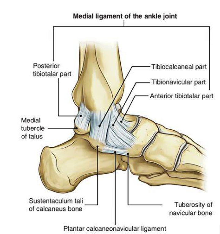 Where is the crural ligament?