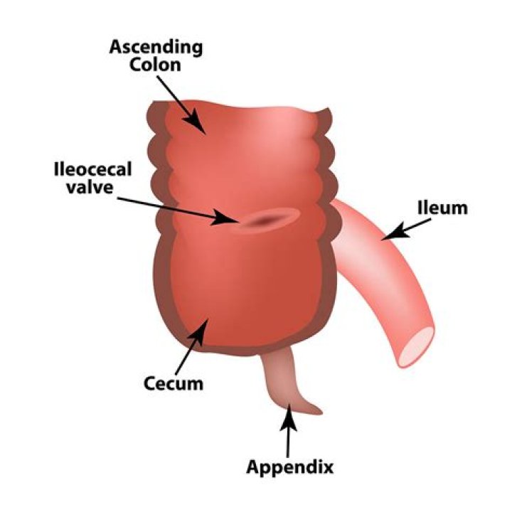 Where is the ileocaecal valve?