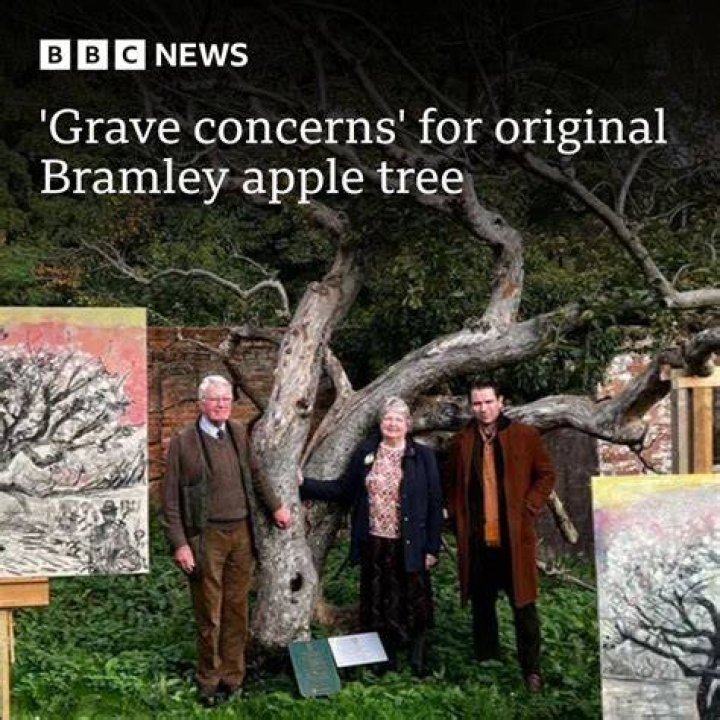 Where is the original bramley apple tree?