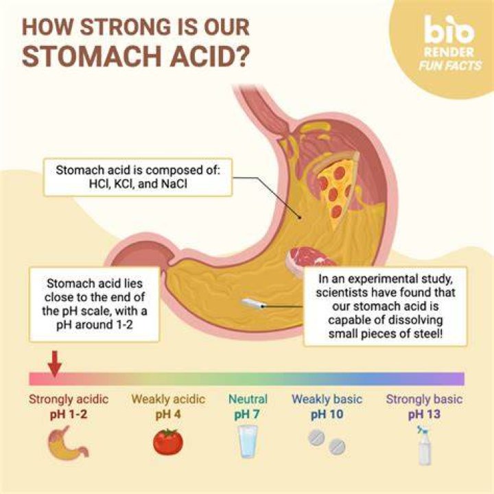 Which acid is formed in stomach?