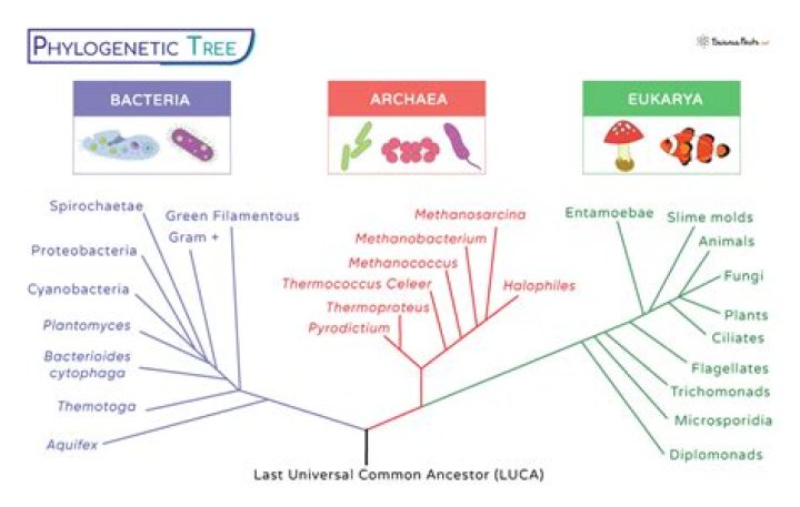 Which group of archaea includes most methanogens?