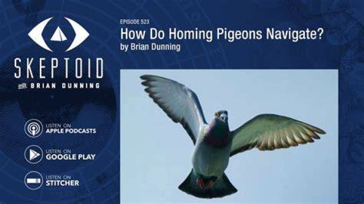 Why do homing pigeons know where to go?