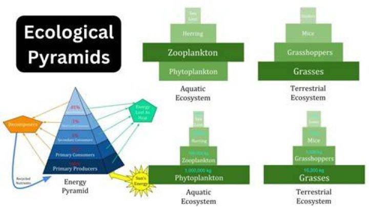 Why ecological pyramids taper towards the apex?