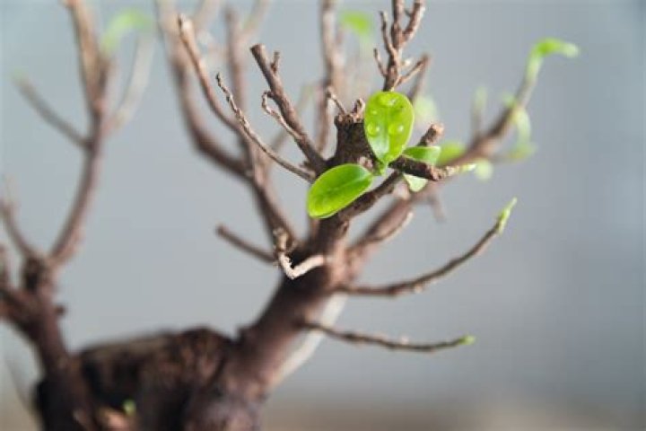 Why ginseng bonsai losing leaves?