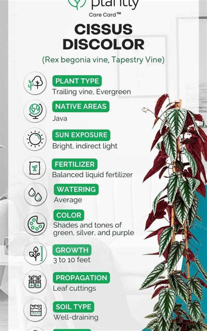 Why is my cissus discolor dropping leaves?