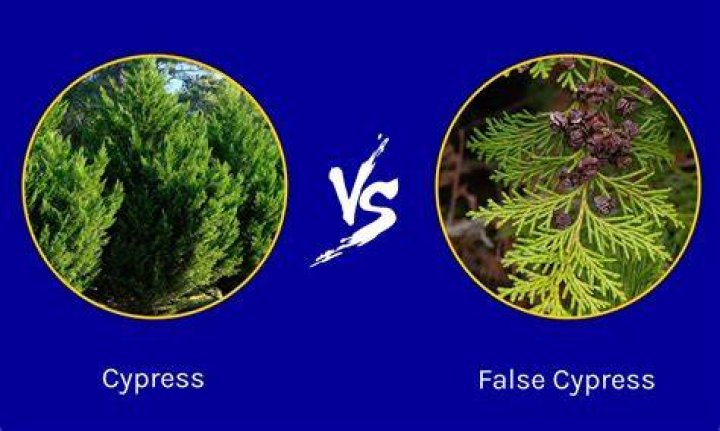 Why is my cupressus dying?