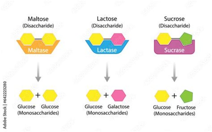 Why maltose and lactose are reducing sugar?