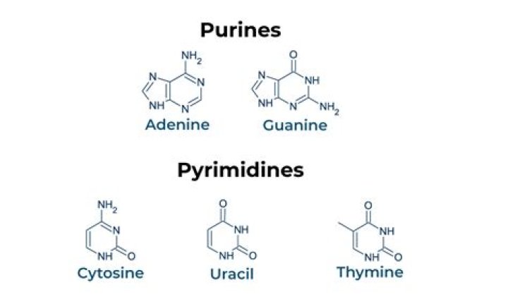 Why purine pairs with pyrimidine?