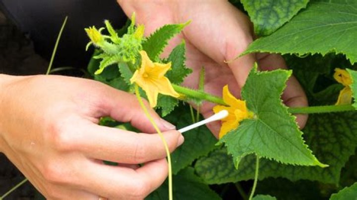 Will cantaloupe and cucumbers cross pollinate?