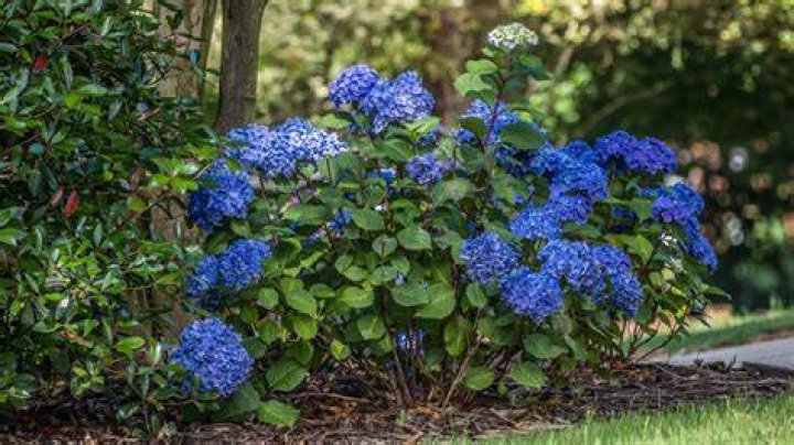 Will escallonia grow in shade?