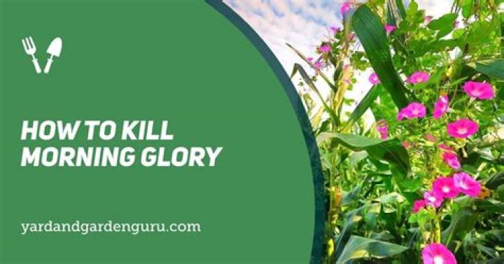 Will morning glory kill other plants?