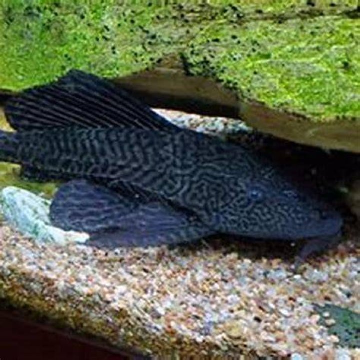 Will my pleco eat my fish?