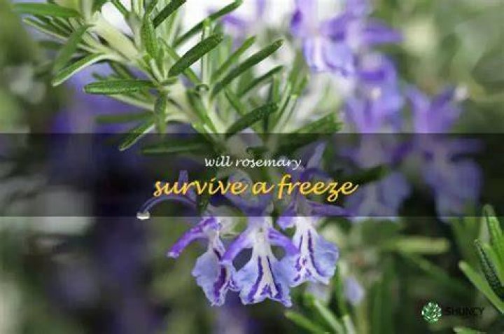 Will rosemary survive a freeze?